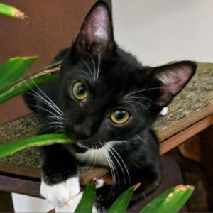Mezzo is a super sweet and playful boy with a luxurious tuxedo coat and a cute little squeaky meow 