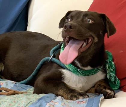 Mocha, an adoptable Labrador Retriever, Dachshund in Tyler, TX, 75711 | Photo Image 1