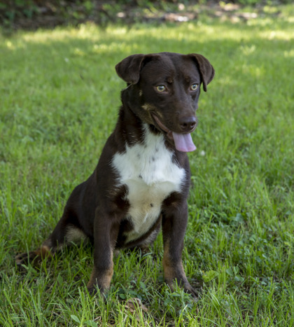 Mocha, an adoptable Labrador Retriever, Dachshund in Tyler, TX, 75711 | Photo Image 3