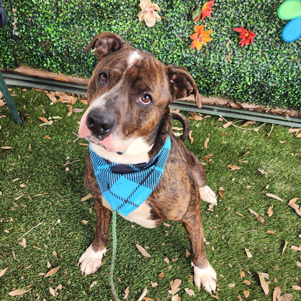 Pillow, an adoptable Shar-Pei, Staffordshire Bull Terrier in Austin, TX, 78704 | Photo Image 6