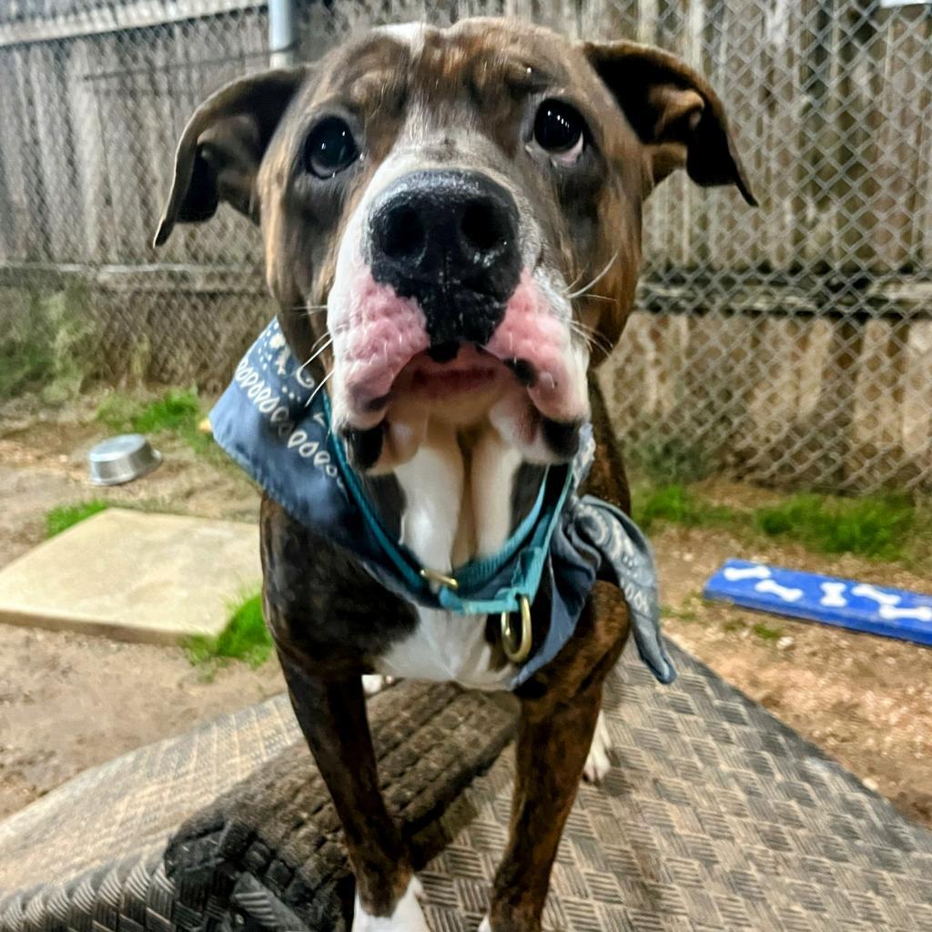 Pillow, an adoptable Shar-Pei, Staffordshire Bull Terrier in Austin, TX, 78704 | Photo Image 6