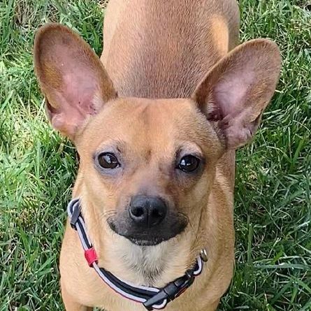 Biscuit, an adopted Chiweenie Mix in Oklahoma City, OK_image-2