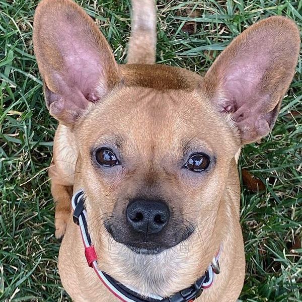 Biscuit, an adopted Chiweenie Mix in Oklahoma City, OK_image-1