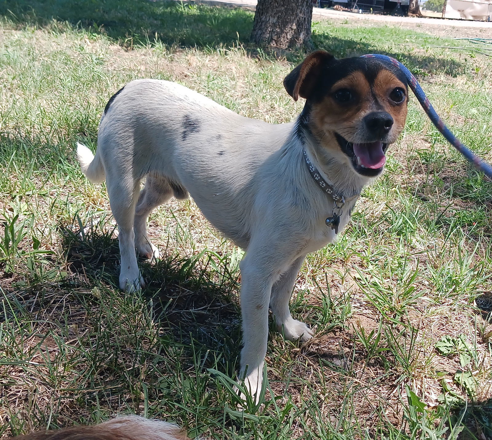 ISHMEAL, an adoptable Rat Terrier in Chico, CA, 95973 | Photo Image 1