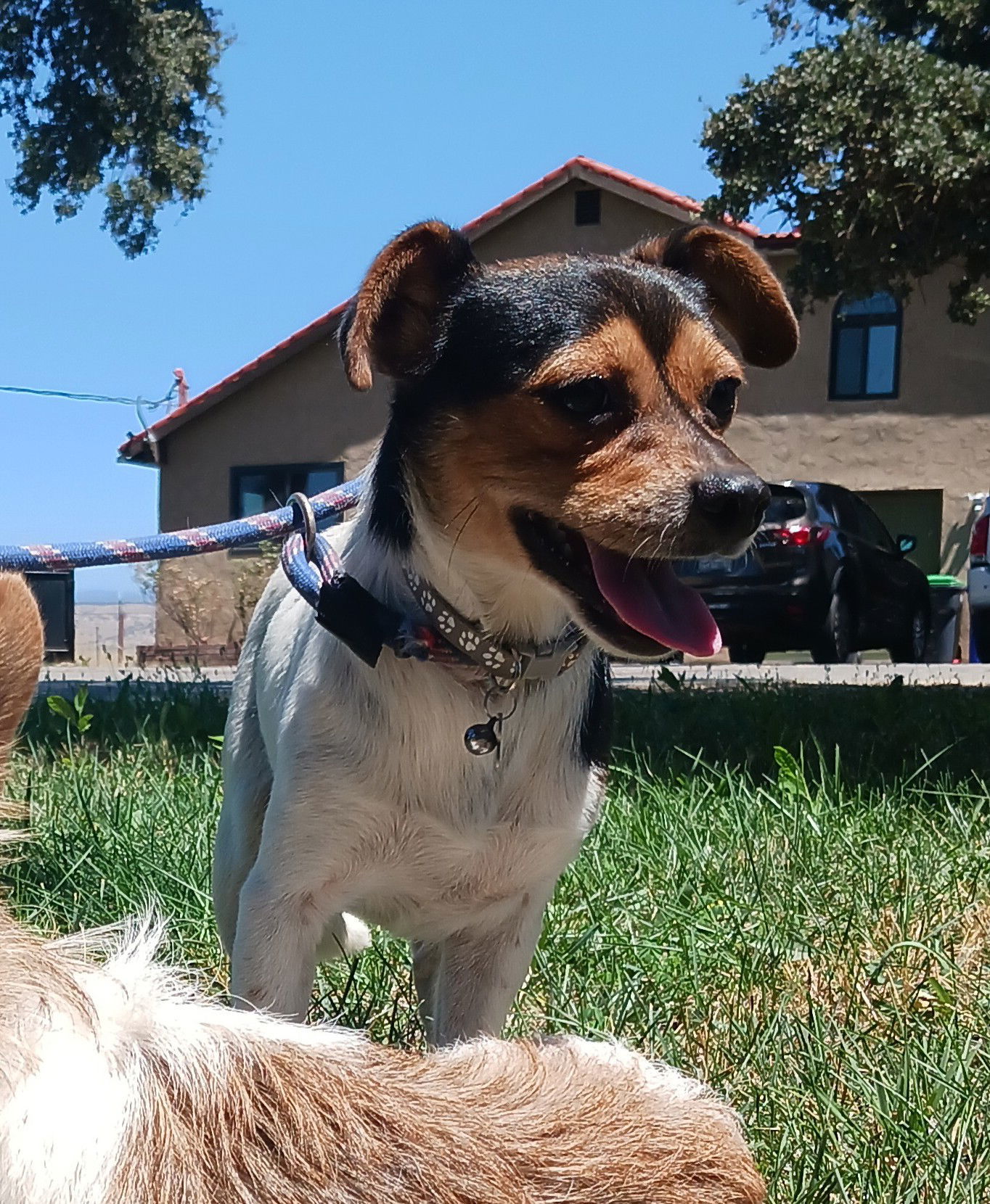 ISHMEAL, an adoptable Rat Terrier in Chico, CA, 95973 | Photo Image 2