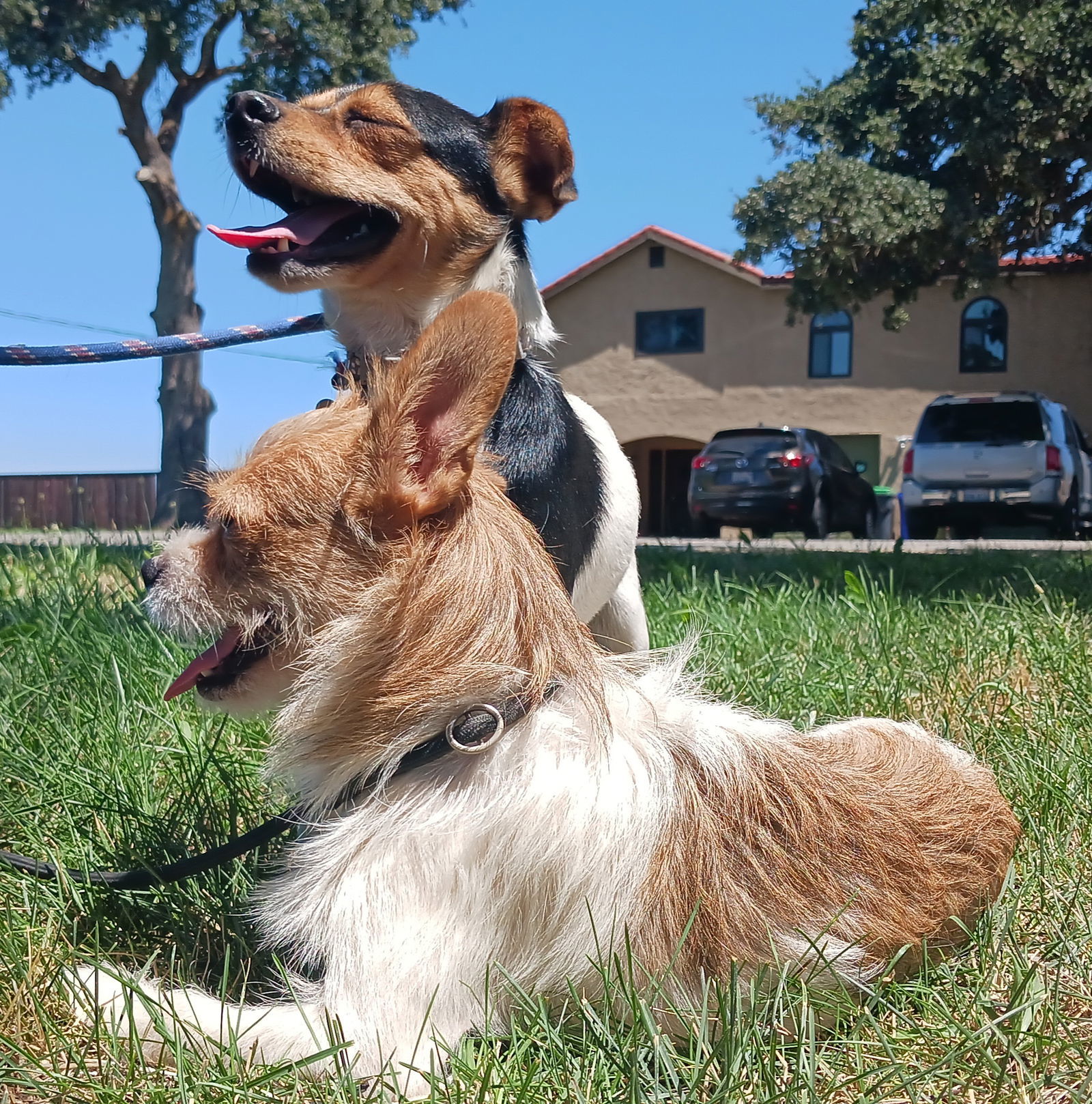 ISHMEAL, an adoptable Rat Terrier in Chico, CA, 95973 | Photo Image 3