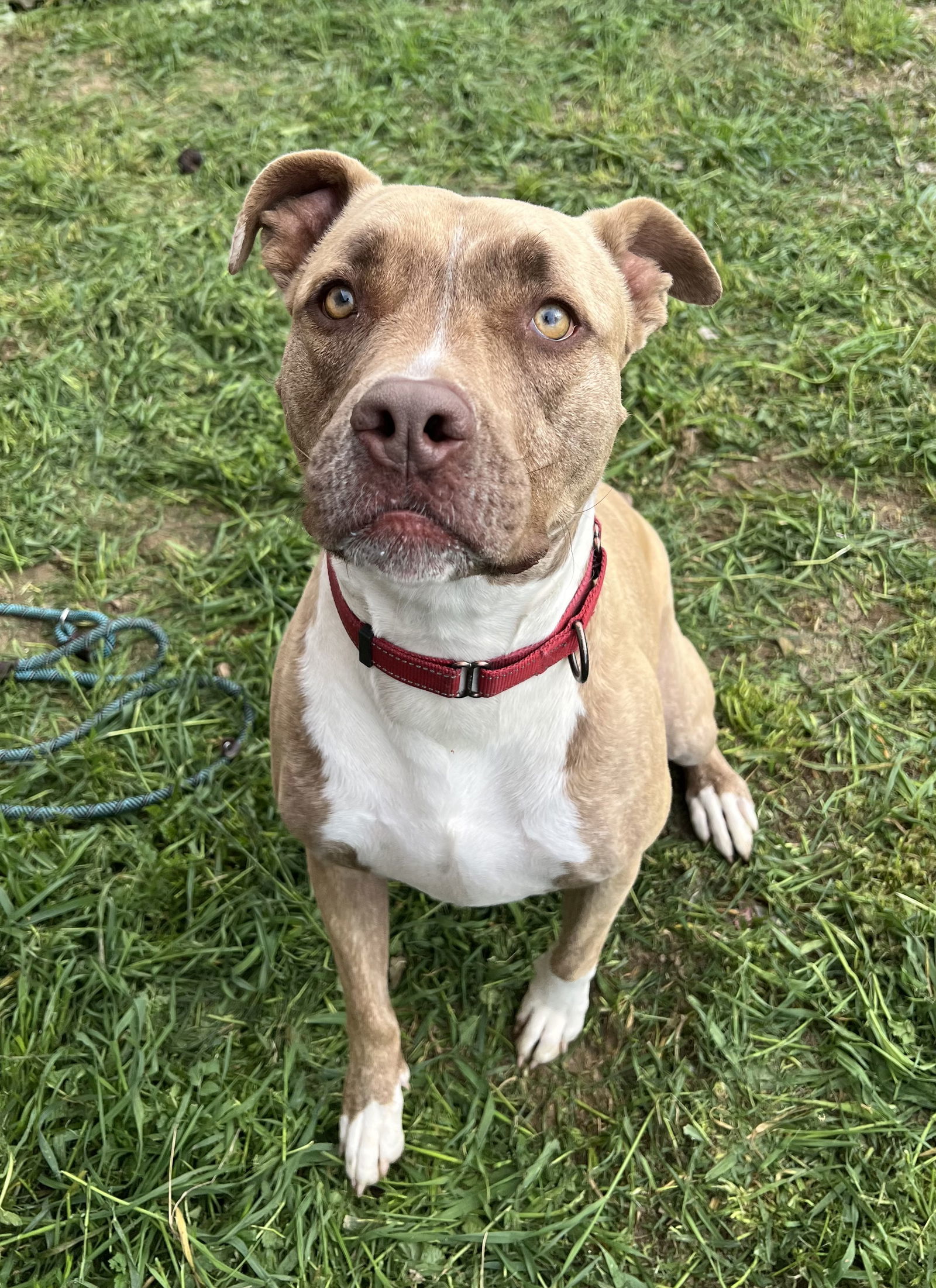 ADDIE, an adoptable Boxer, Pit Bull Terrier in Chico, CA, 95973 | Photo Image 1