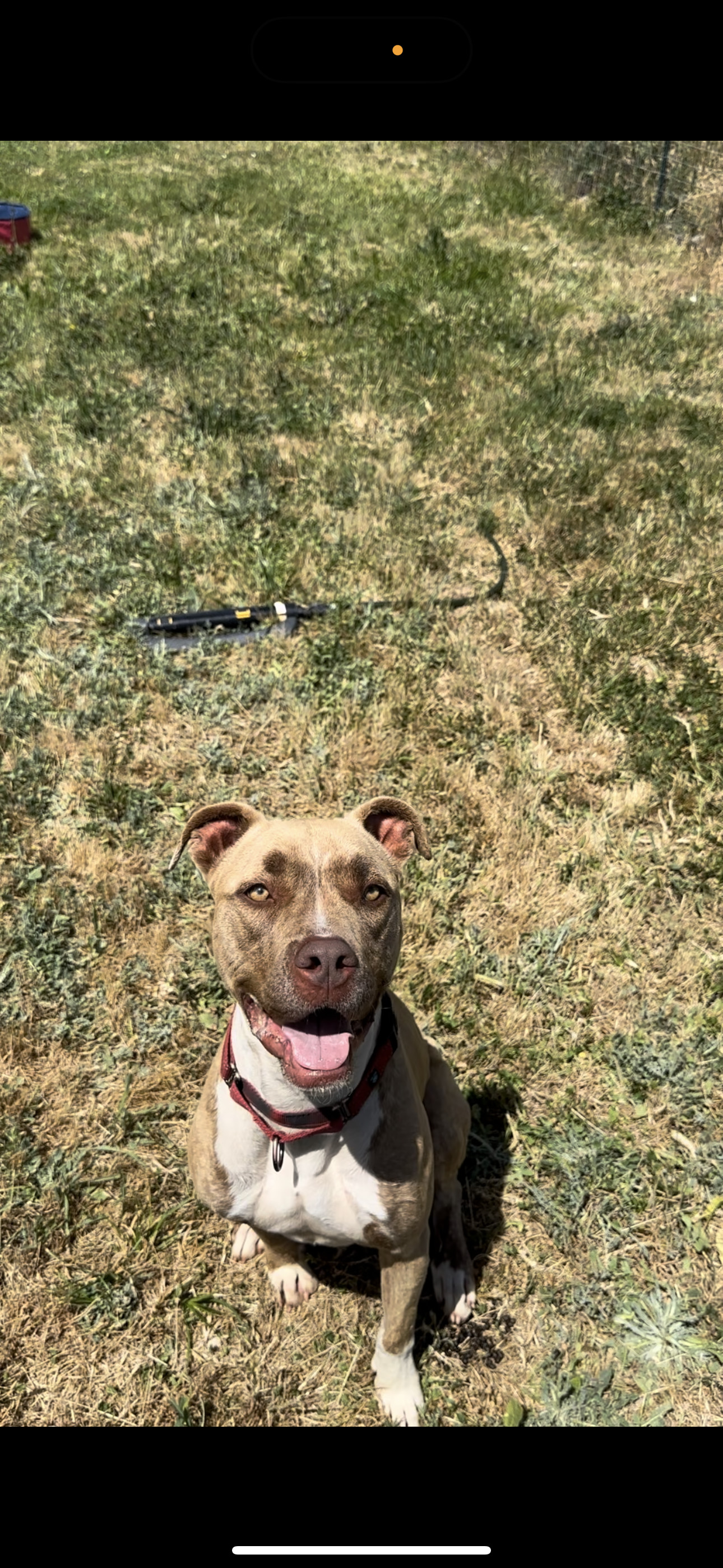 ADDIE, an adoptable Pit Bull Terrier, Boxer in Chico, CA, 95973 | Photo Image 2