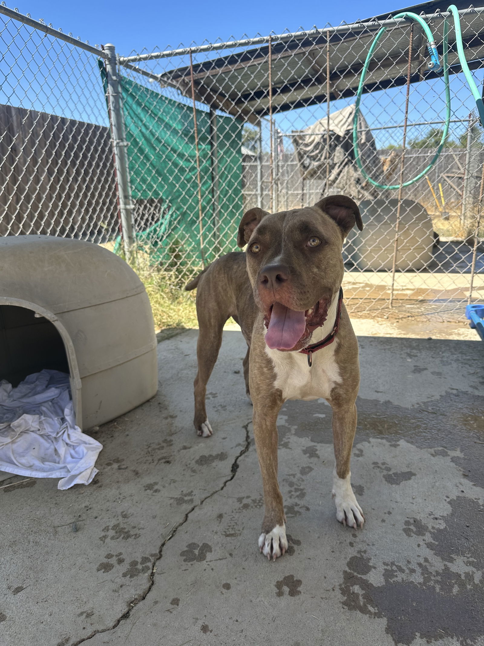 ADDIE, an adoptable Boxer, Pit Bull Terrier in Chico, CA, 95973 | Photo Image 2