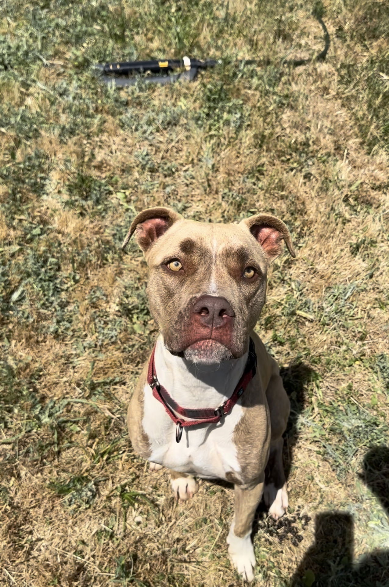 ADDIE, an adoptable Pit Bull Terrier, Boxer in Chico, CA, 95973 | Photo Image 3