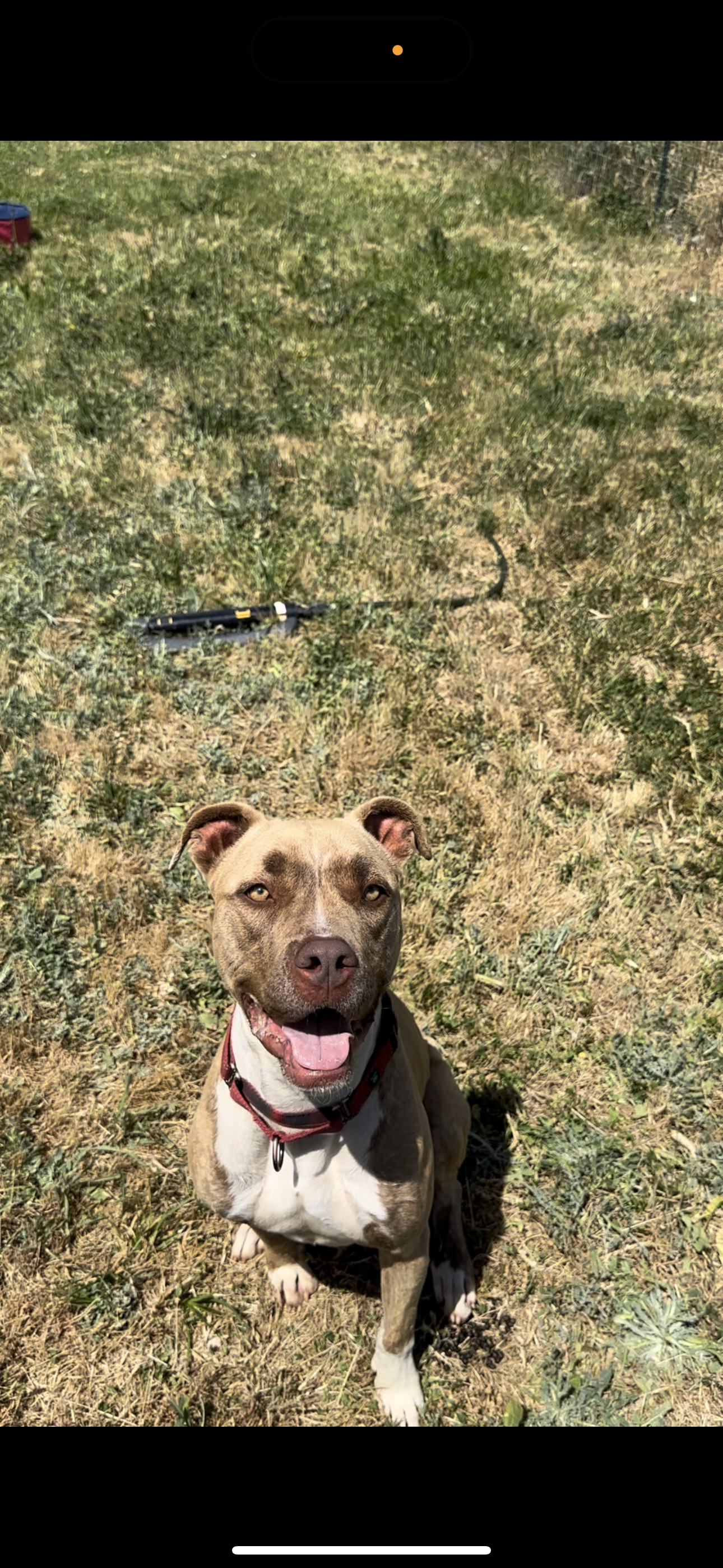 ADDIE, an adoptable Boxer, Pit Bull Terrier in Chico, CA, 95973 | Photo Image 3