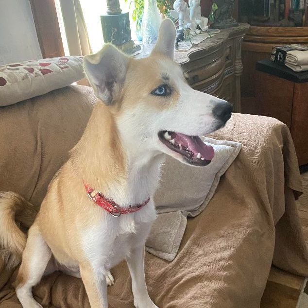 Dog for adoption Anya, a Husky Mix in Rochester, NY Petfinder