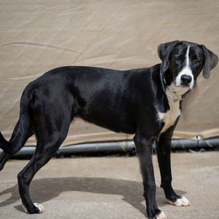 Dog For Adoption - Dallas, A Border Collie & Black Labrador Retriever Mix  In Rochester, Ny | Petfinder