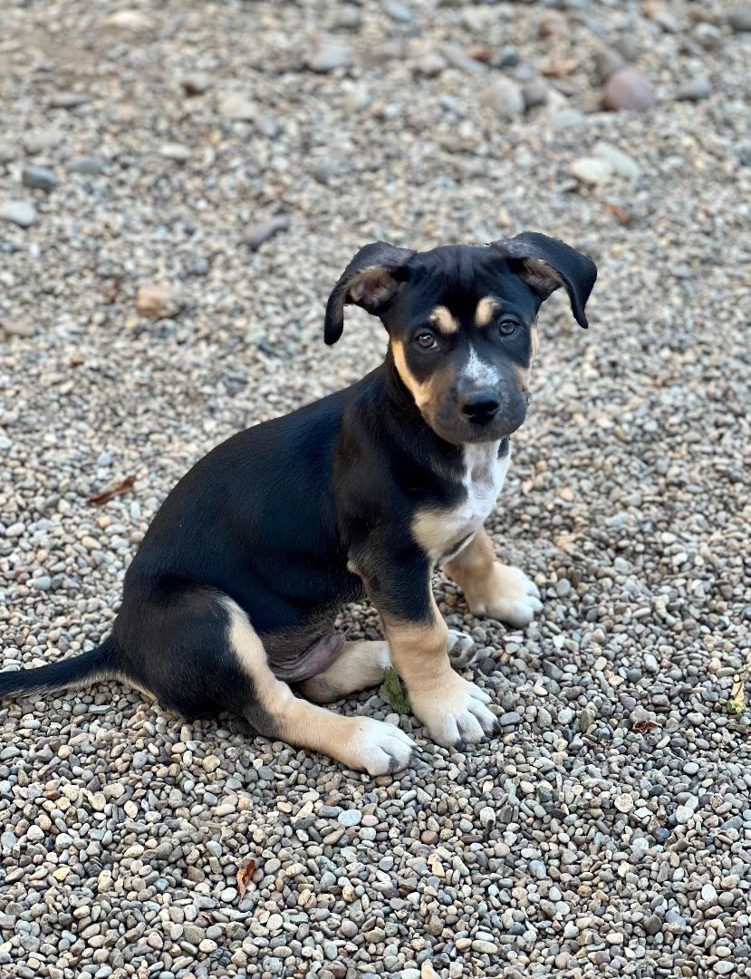 Dog for adoption - FunFetti, a Terrier Mix in Eugene, OR | Petfinder