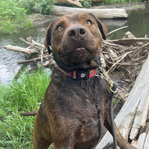 Brother, an adoptable Pit Bull Terrier, Mixed Breed in Taos, NM, 87571 | Photo Image 1