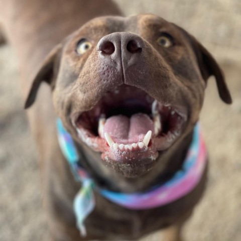 Brother, an adoptable Pit Bull Terrier, Mixed Breed in Taos, NM, 87571 | Photo Image 2