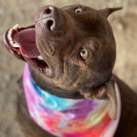Brother, an adoptable Pit Bull Terrier, Mixed Breed in Taos, NM, 87571 | Photo Image 4