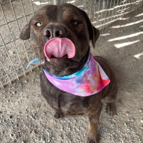 Brother, an adoptable Pit Bull Terrier, Mixed Breed in Taos, NM, 87571 | Photo Image 4