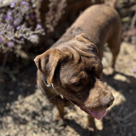 Brother, an adoptable Pit Bull Terrier, Mixed Breed in Taos, NM, 87571 | Photo Image 5