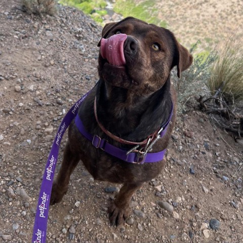 Brother, an adoptable Pit Bull Terrier, Mixed Breed in Taos, NM, 87571 | Photo Image 6