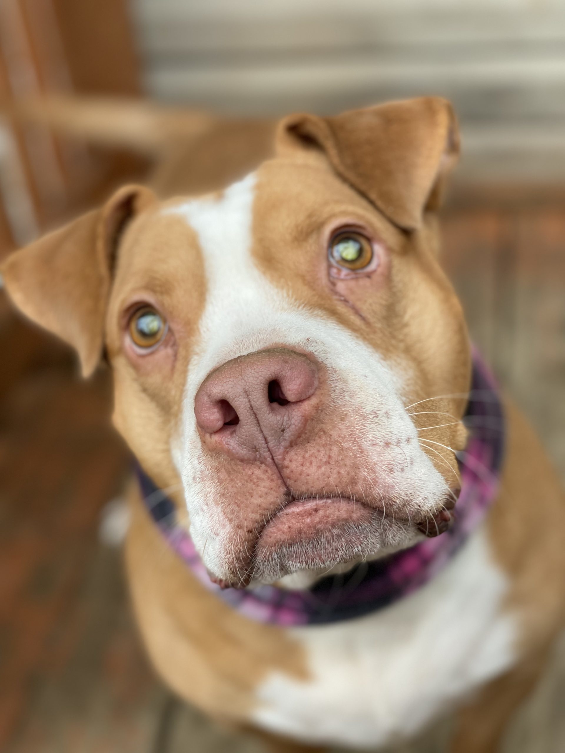 Dog for adoption - Rhea, a Pit Bull Terrier Mix in Stahlstown, PA ...