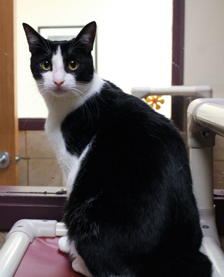Prince Eric, an adopted Domestic Short Hair Mix in Harrisburg, PA_image-1