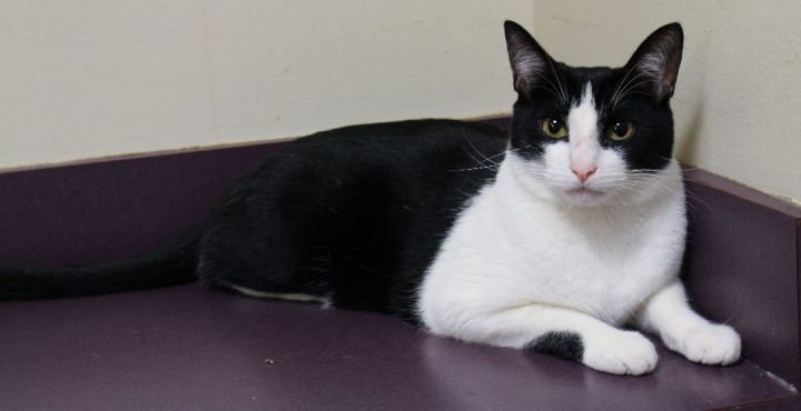 Prince Eric, an adopted Domestic Short Hair Mix in Harrisburg, PA_image-5