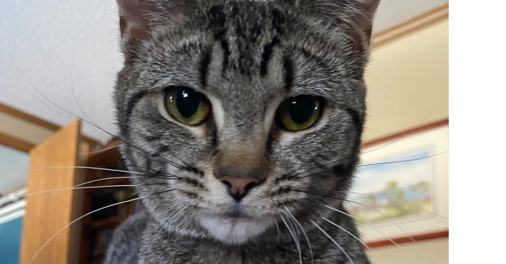 Sterling, an adoptable Domestic Short Hair in Greene, NY, 13778 | Photo Image 1