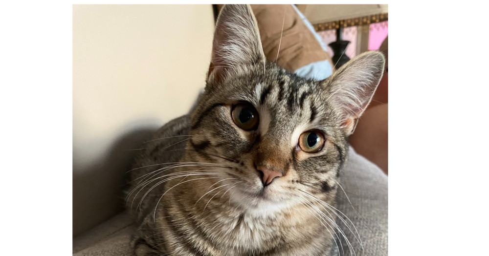 Lilli, an adoptable Domestic Short Hair in Greene, NY, 13778 | Photo Image 1