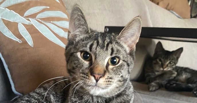 Java, an adoptable Domestic Short Hair in Greene, NY, 13778 | Photo Image 1