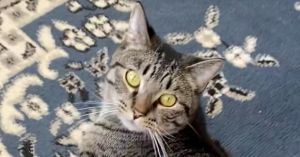 Spencer, Adult Male Domestic Short Hair