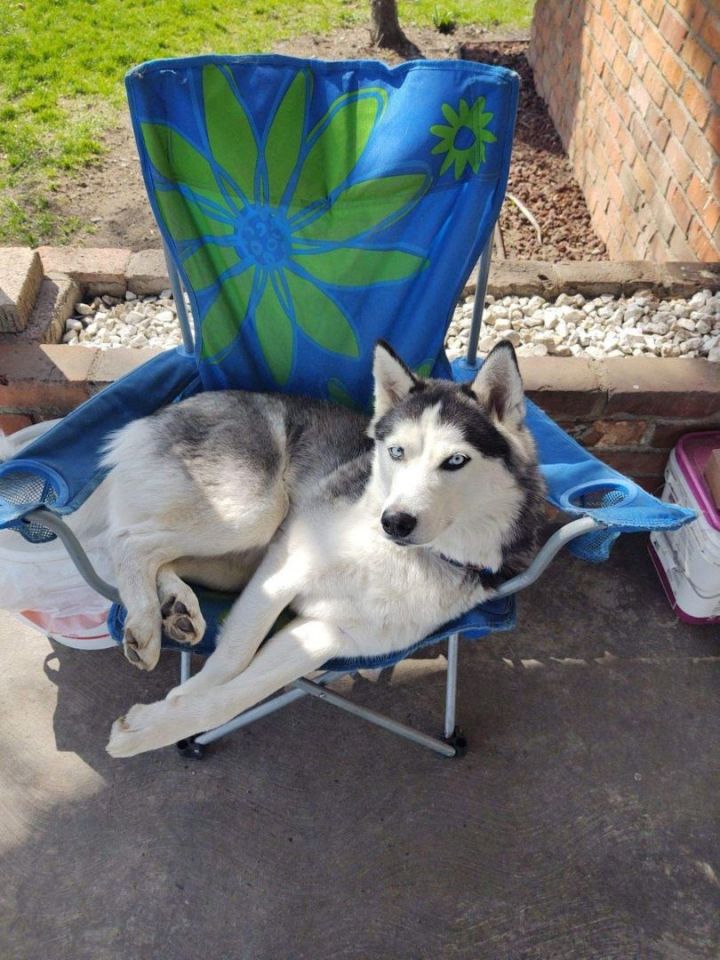 Cleo, an adopted Husky in Deer Park, WA_image-1