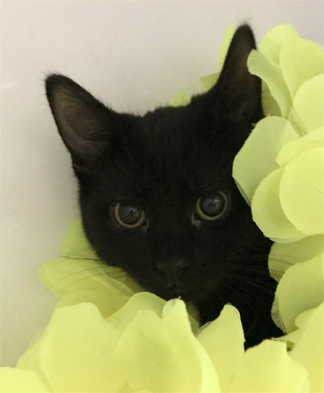 Toothless