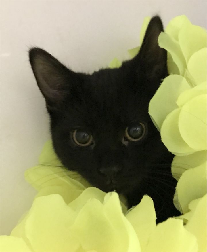 Toothless, an adopted Domestic Short Hair Mix in Dublin, OH_image-1