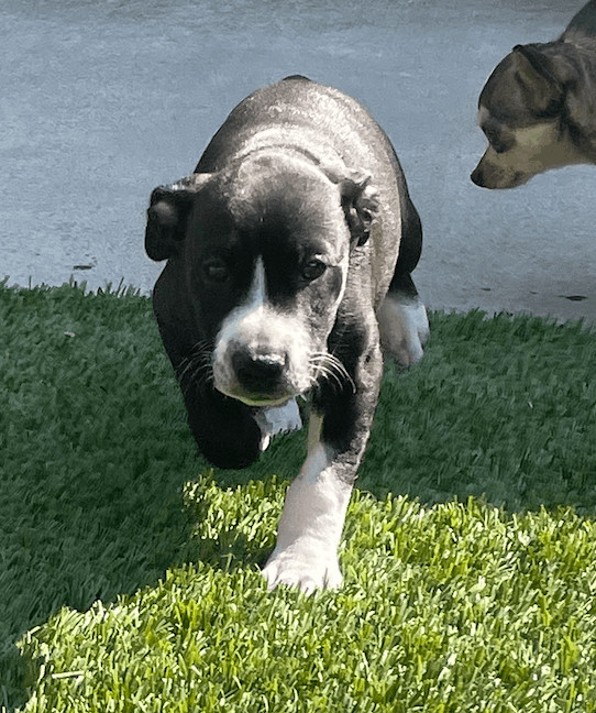 Stanley 1