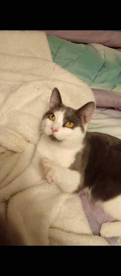 Shark, an adoptable Domestic Medium Hair in Fairmont, WV, 26554 | Photo Image 1
