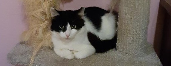 UPDATE** Patches has been adopted! - CNY Cat Coalition