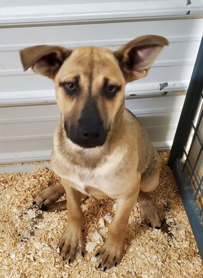 Dog for adoption Chip, a Shepherd Mix in Walthill, NE Petfinder