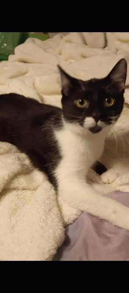 Orca, an adoptable Domestic Medium Hair in Fairmont, WV, 26554 | Photo Image 1