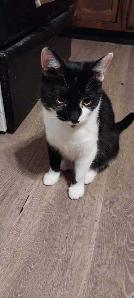 Frost, an adoptable Domestic Medium Hair in Fairmont, WV, 26554 | Photo Image 1