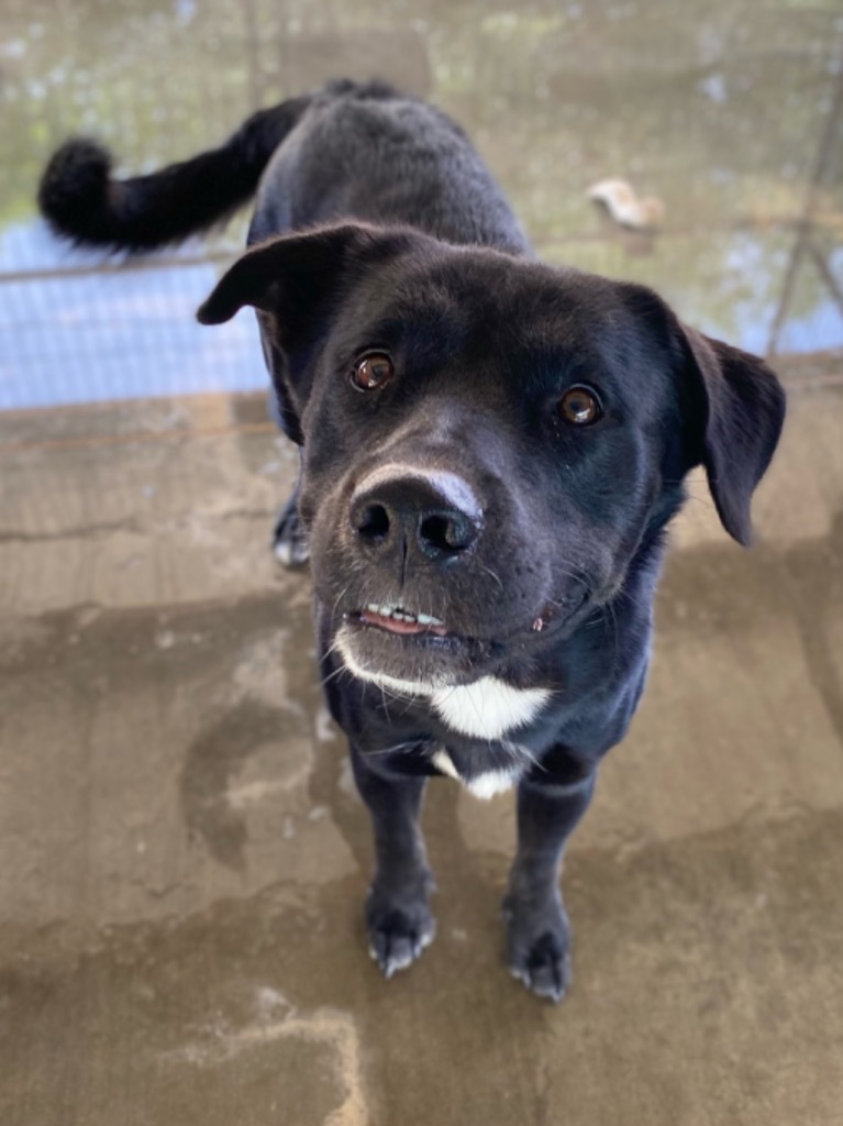 Wally, an adoptable Labrador Retriever in Big Spring, TX, 79720 | Photo Image 1