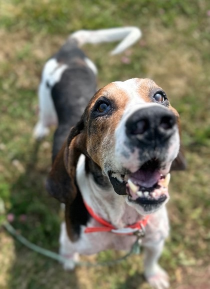 Happy Hounding !! – Page 2 – The Family Coonhound