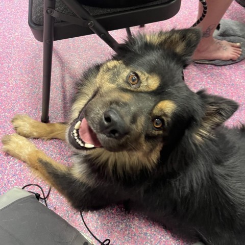 Grant, an adoptable Chow Chow, Husky in Benton City, WA, 99320 | Photo Image 1