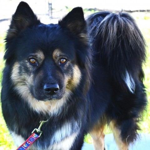 Grant, an adoptable Chow Chow, Husky in Benton City, WA, 99320 | Photo Image 1