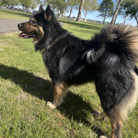 Grant, an adoptable Chow Chow, Husky in Benton City, WA, 99320 | Photo Image 2