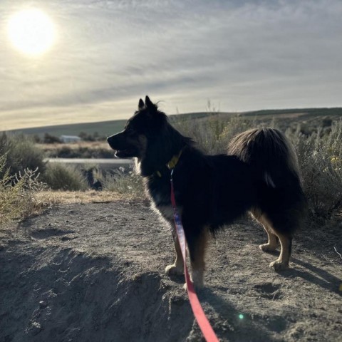 Grant, an adoptable Chow Chow, Husky in Benton City, WA, 99320 | Photo Image 2