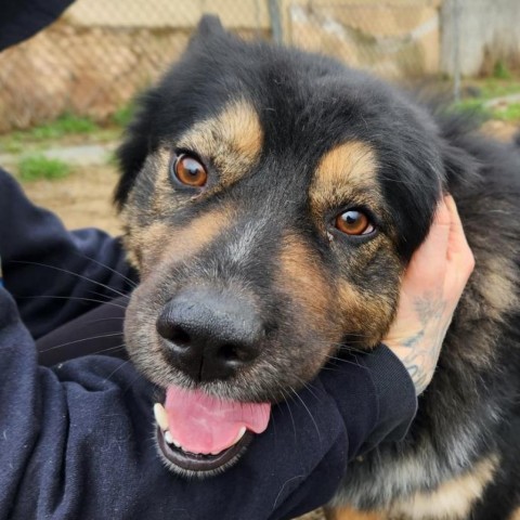 Grant, an adoptable Chow Chow, Husky in Benton City, WA, 99320 | Photo Image 3