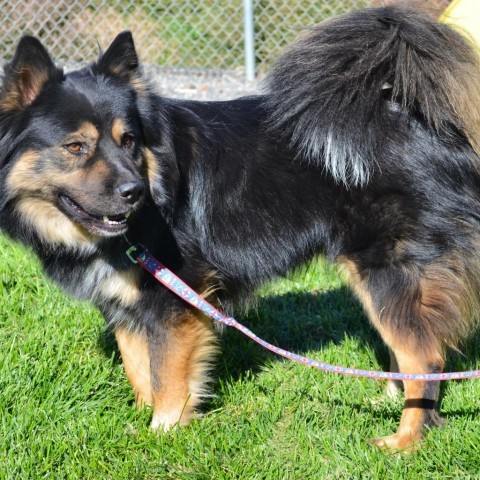 Grant, an adoptable Chow Chow, Husky in Benton City, WA, 99320 | Photo Image 3