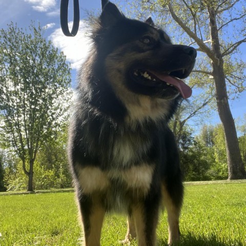 Grant, an adoptable Chow Chow, Husky in Benton City, WA, 99320 | Photo Image 4