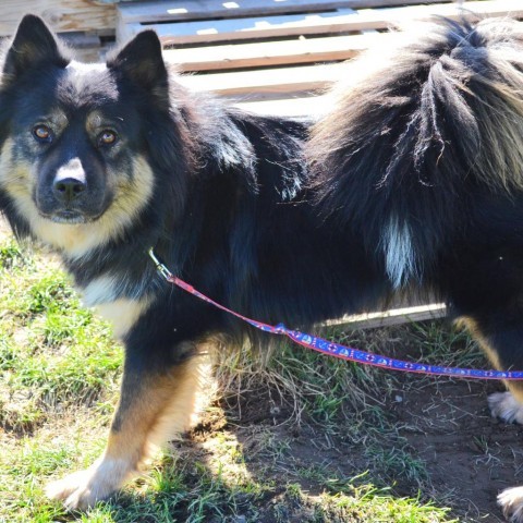 Grant, an adoptable Chow Chow, Husky in Benton City, WA, 99320 | Photo Image 4